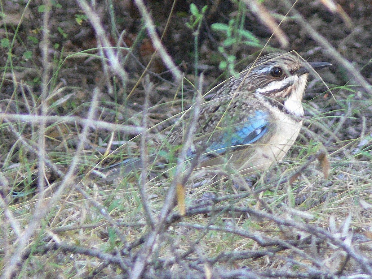 Long-tailed Ground-Roller - Tony King