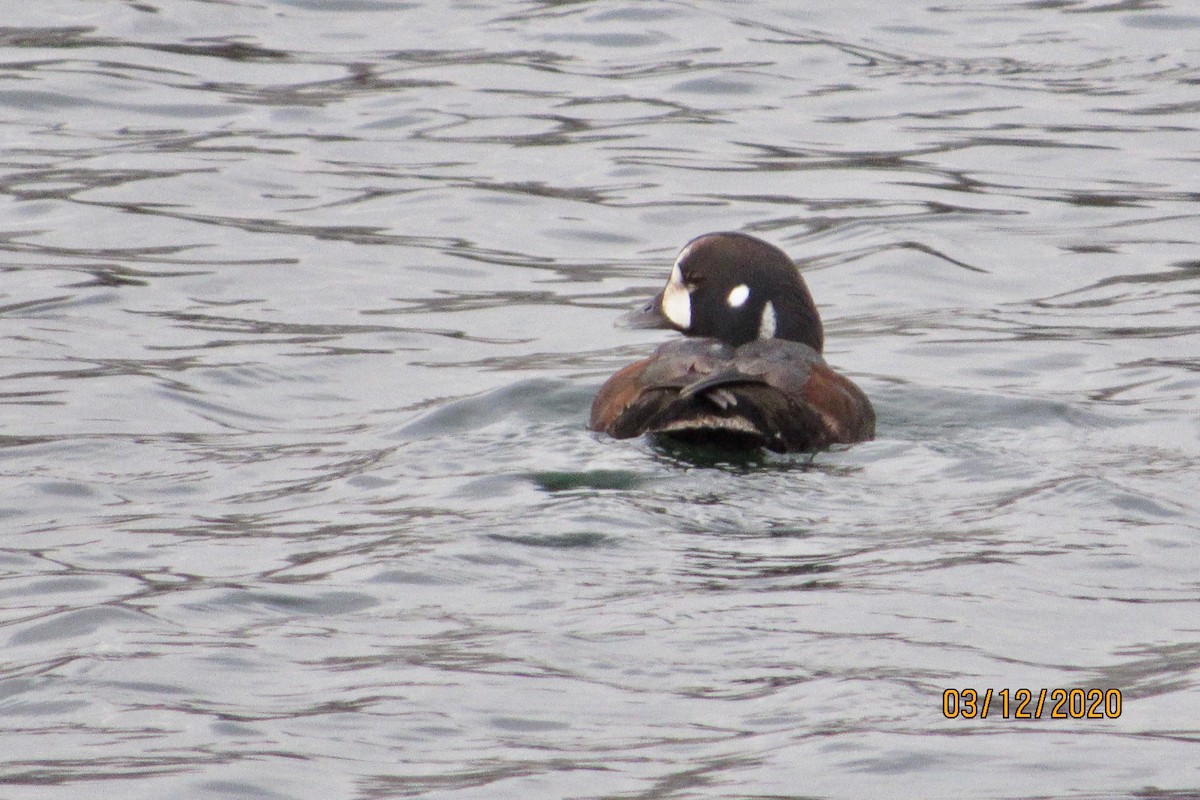 Harlequin Duck - Mickey Ryan