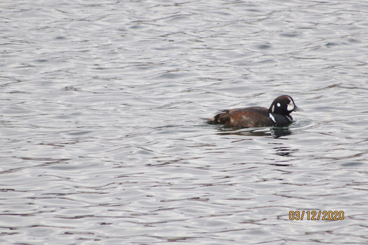 Harlequin Duck - ML214986121