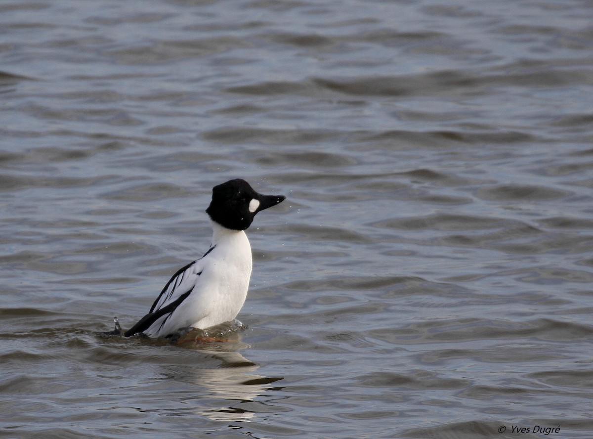 Common Goldeneye - ML21498621