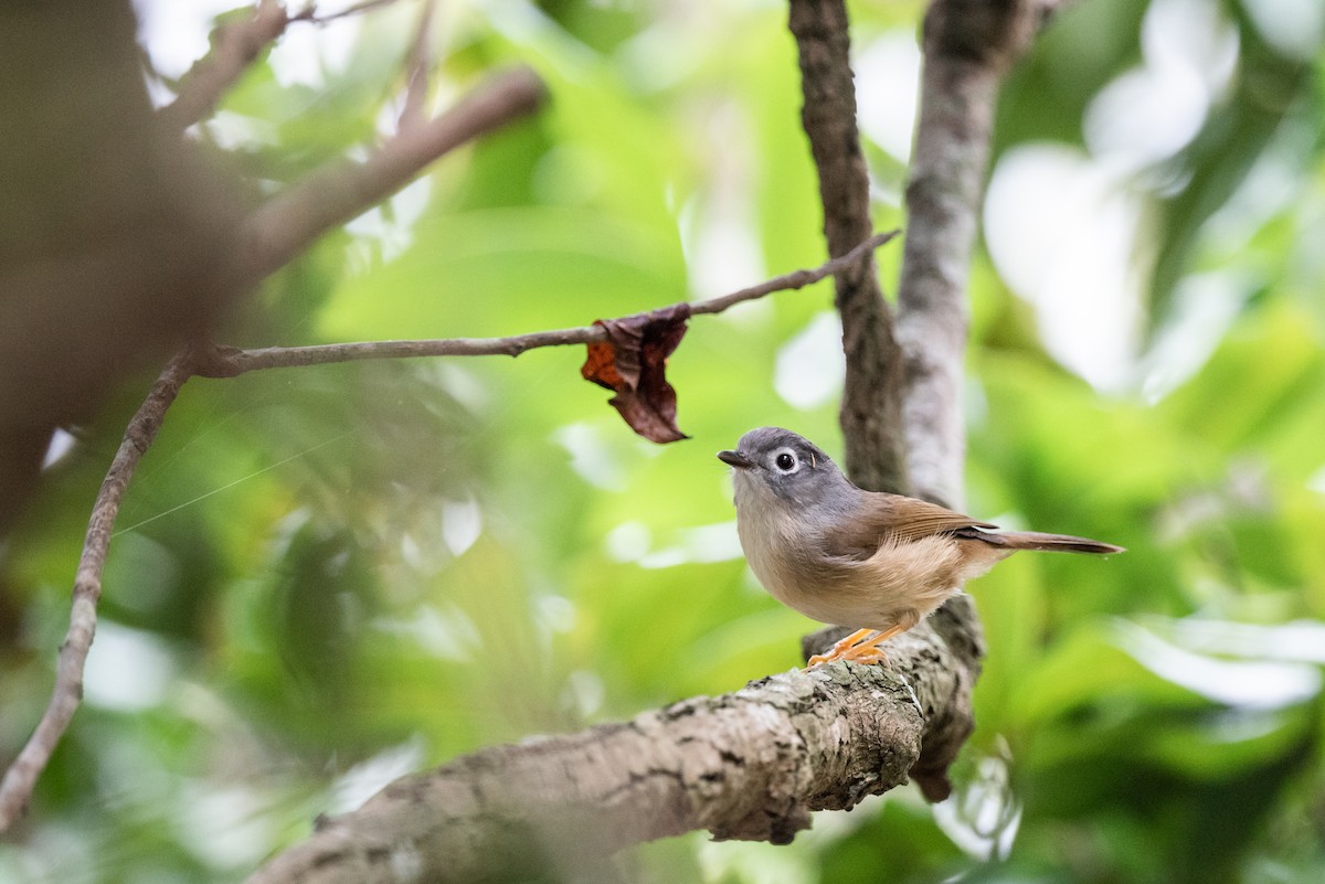 gråhodefulvetta - ML214986281