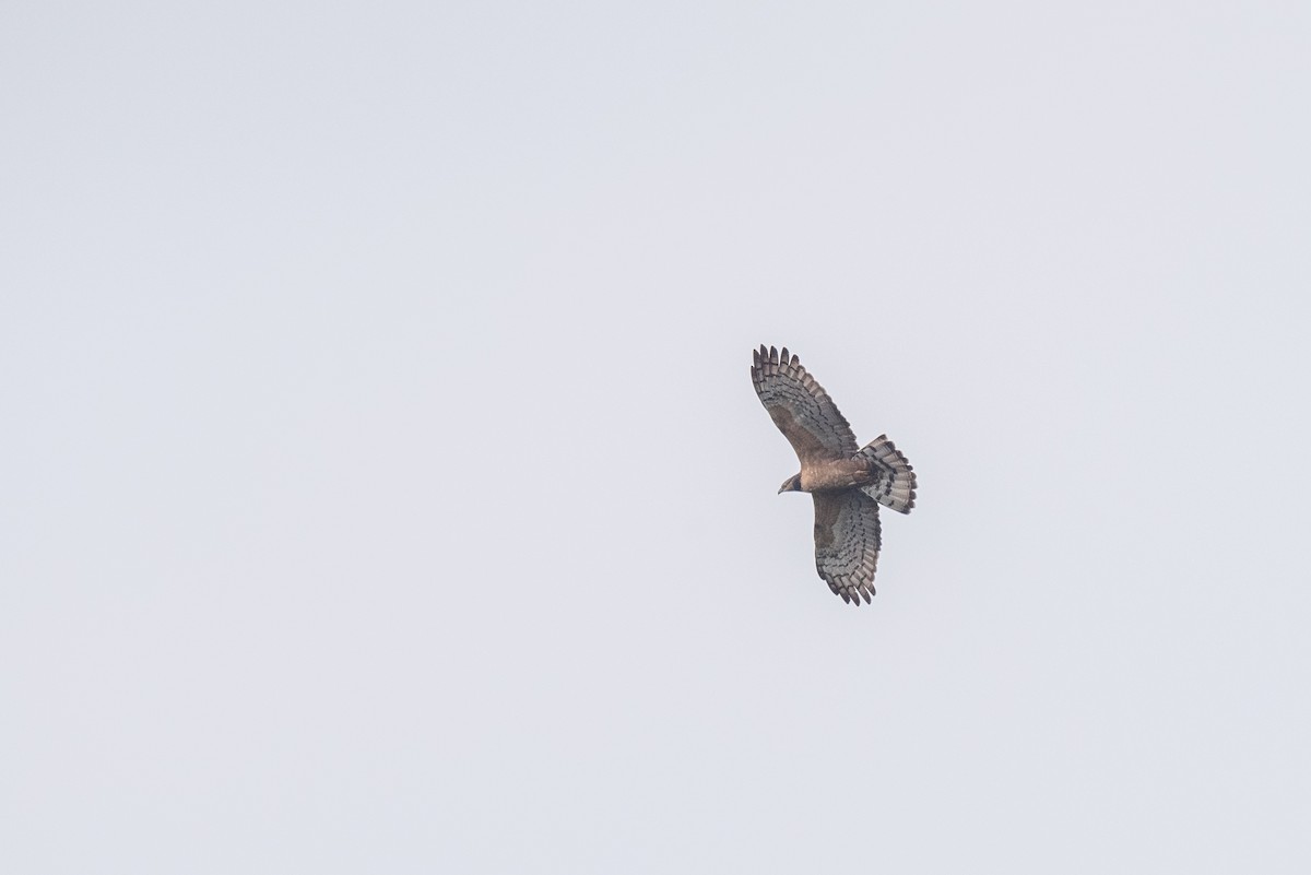 Oriental Honey-buzzard - ML214986301