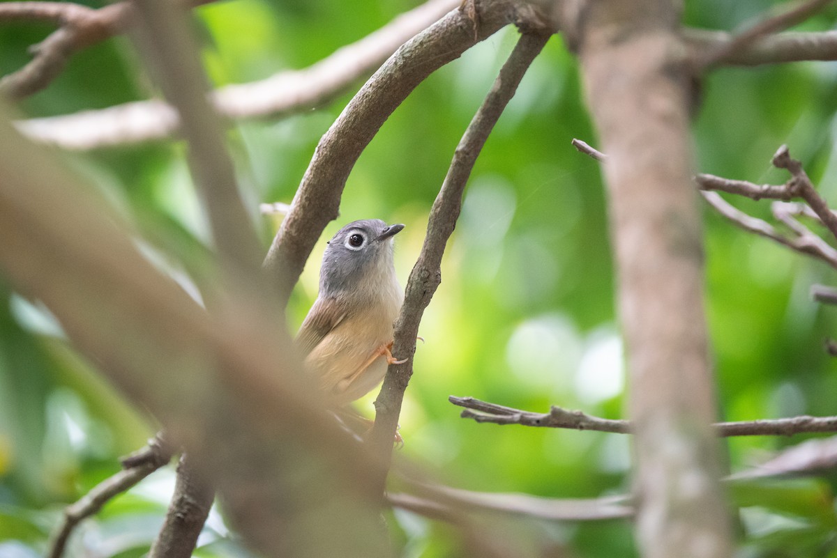 Morrison's Fulvetta - ML214986311