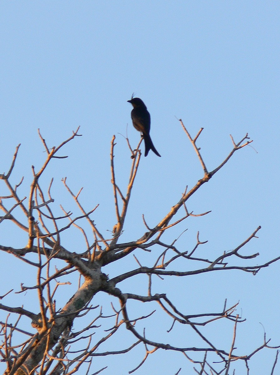 Crested Drongo - ML214986321