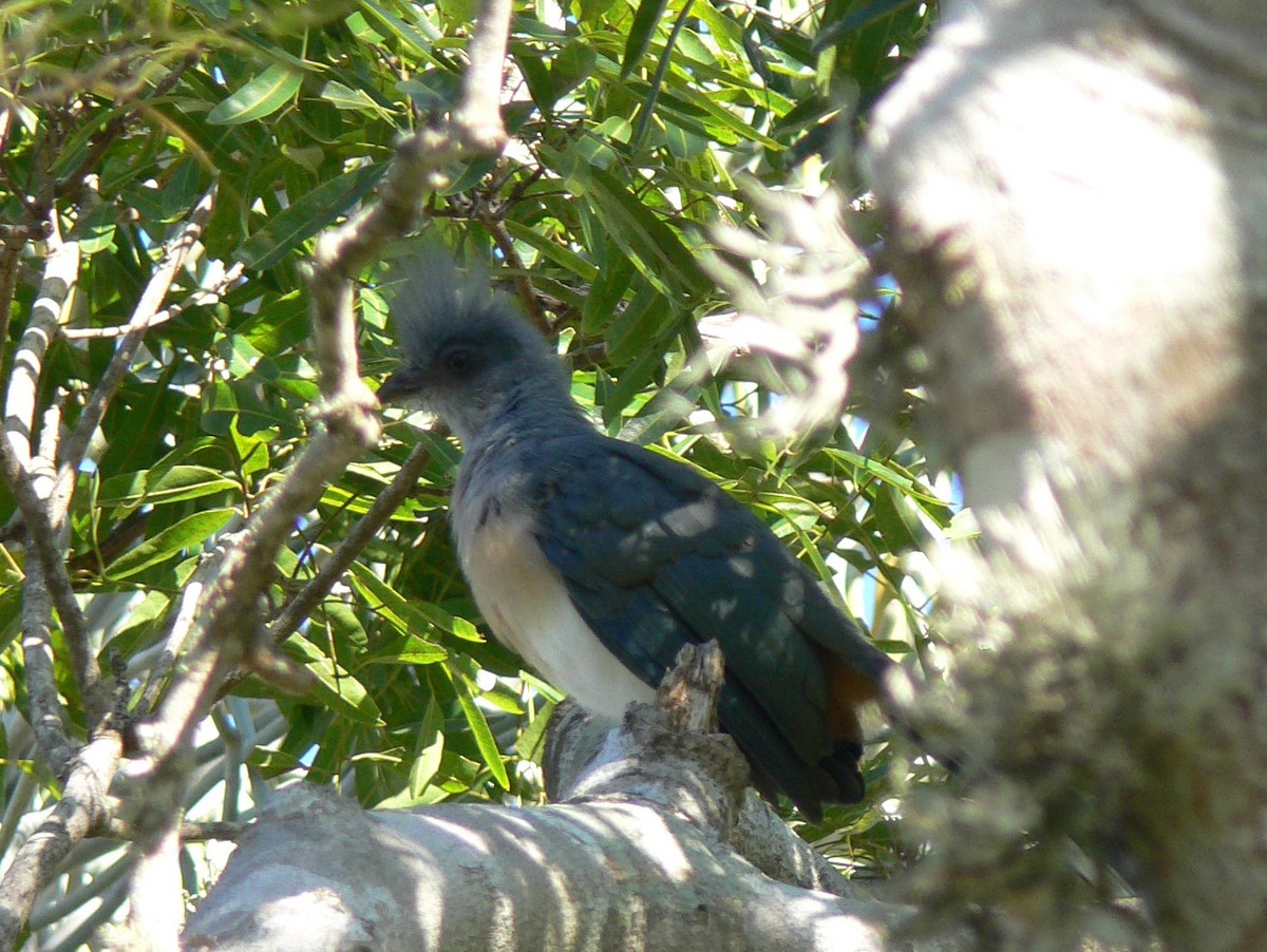 Crested Coua - ML214987661