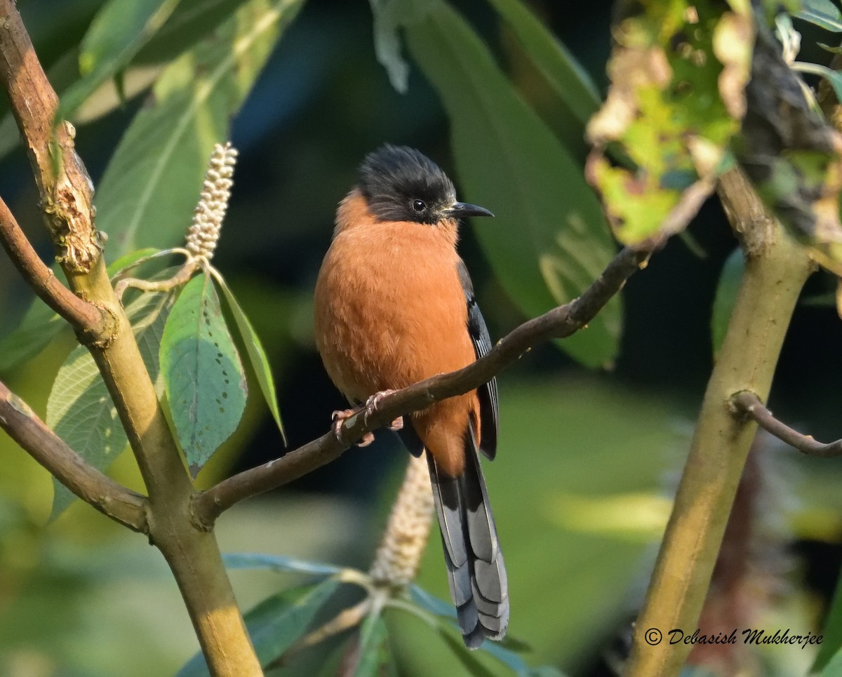 Rufous Sibia - ML214987851