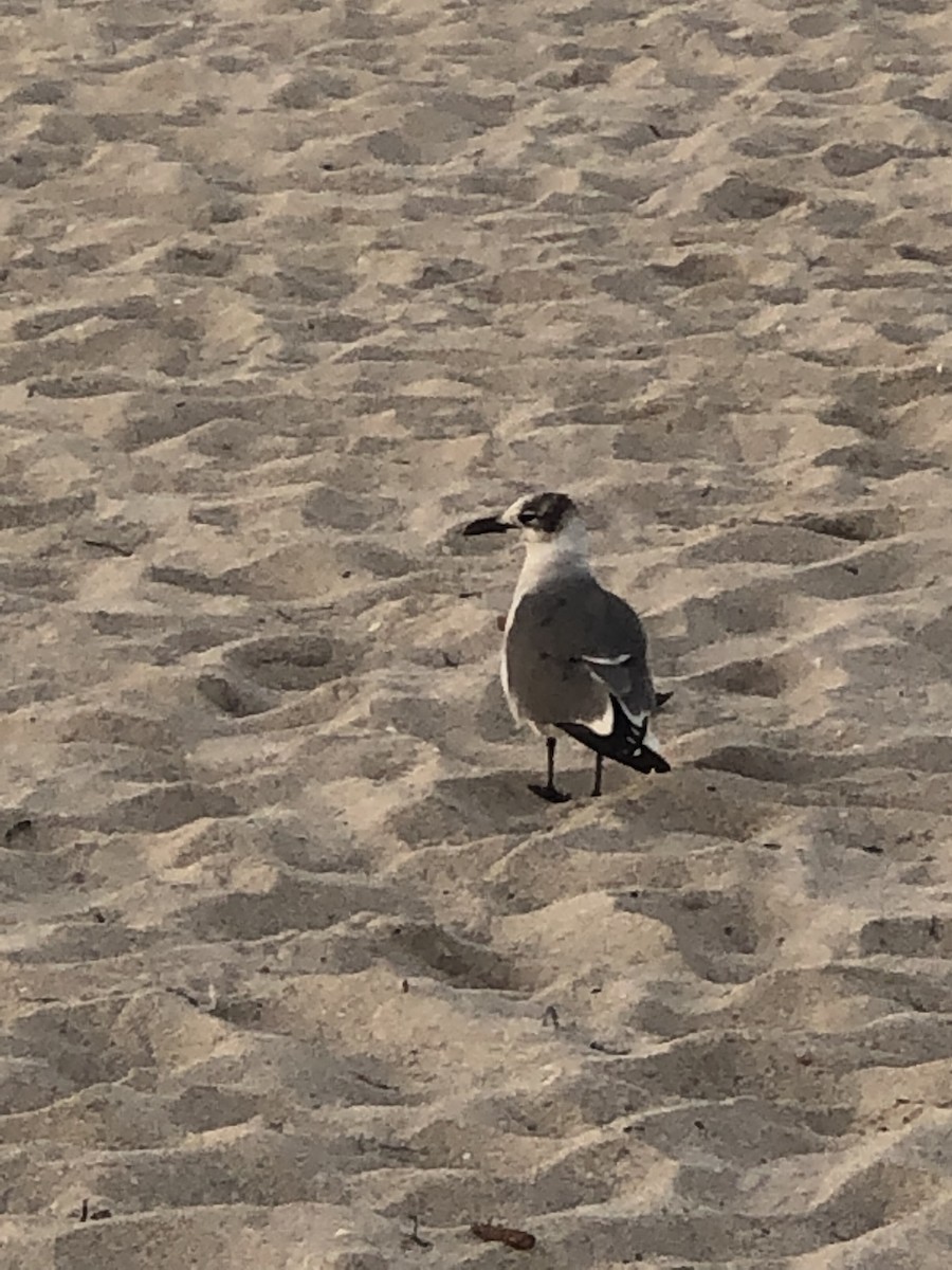 Laughing Gull - Justin Ferguson