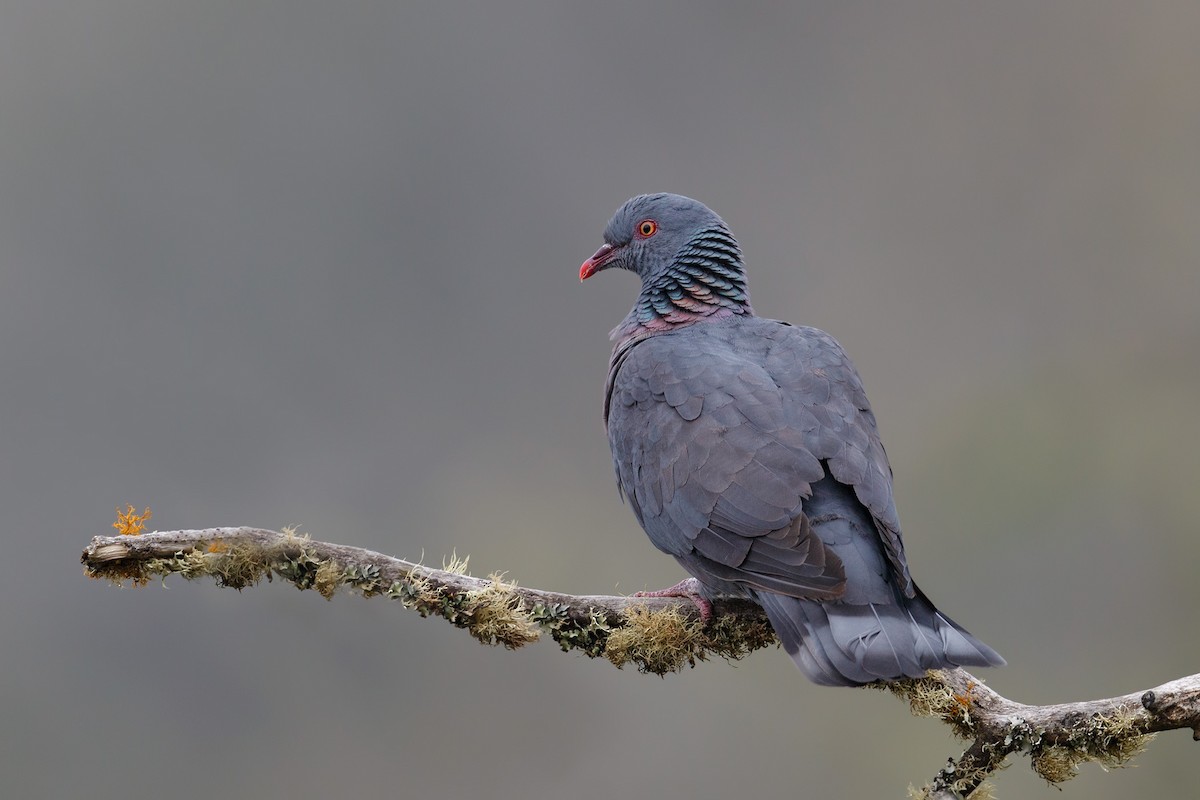 Pigeon de Bolle - ML214988261