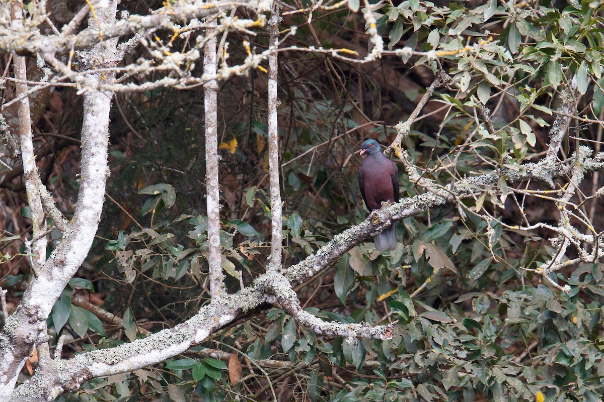 Laurel Pigeon - ML214988511