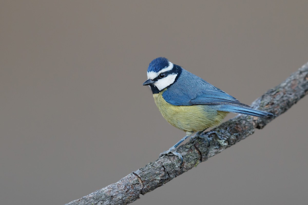 African Blue Tit - ML214988571