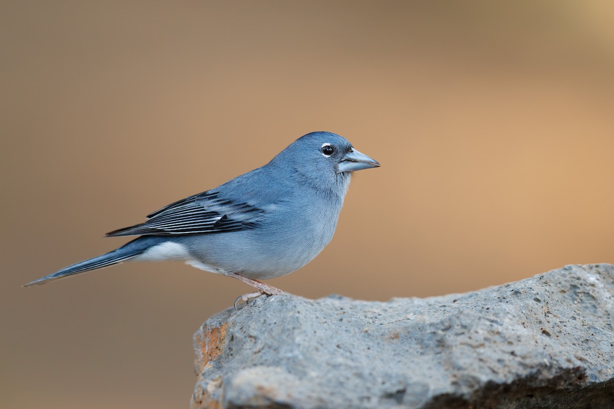 Tenerife Blue Chaffinch - ML214988581