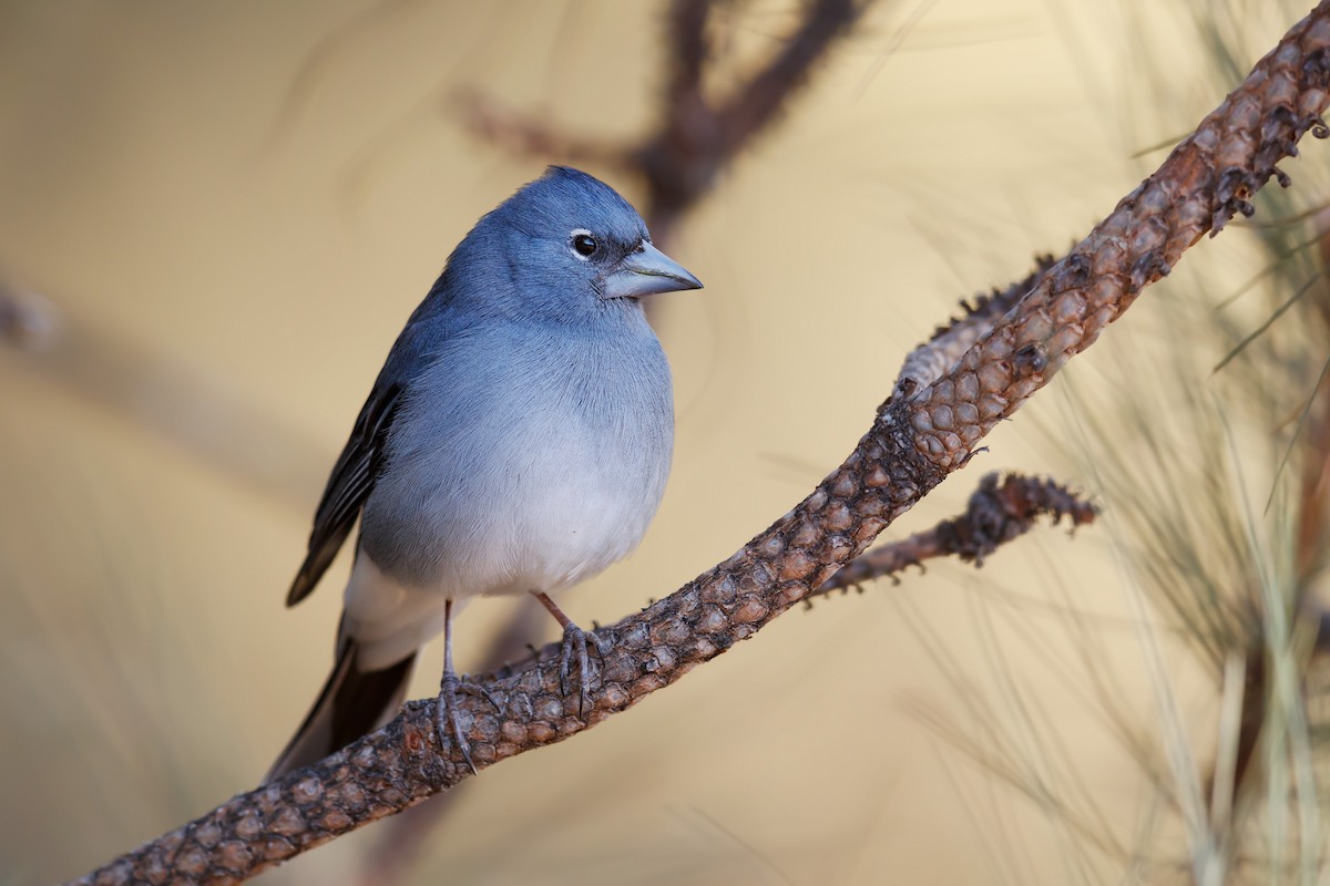 Tenerife Blue Chaffinch - ML214988591