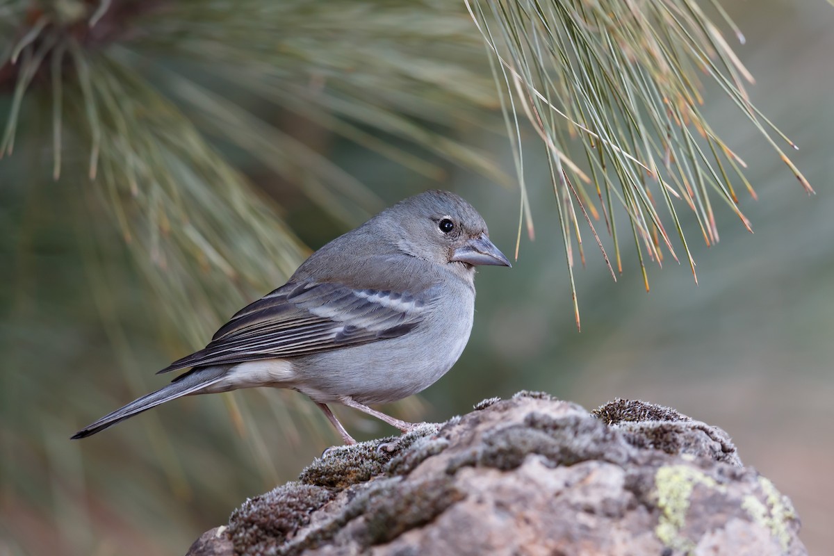 Tenerife Blue Chaffinch - ML214988611