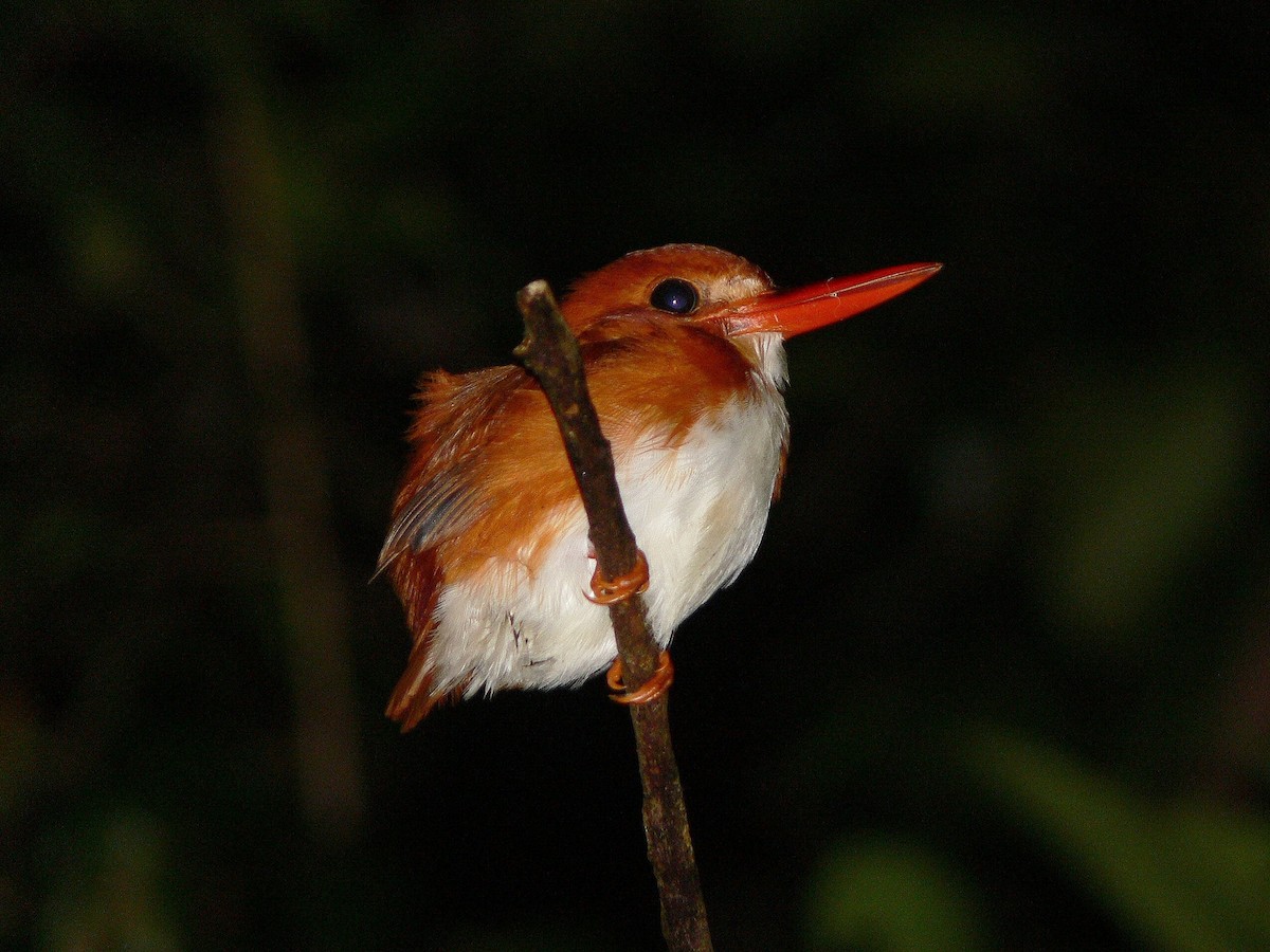 Madagascar Pygmy Kingfisher - ML214988801