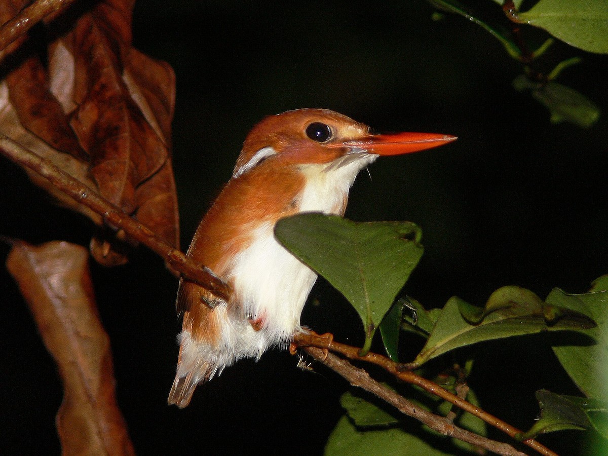 Madagascar Pygmy Kingfisher - ML214988831