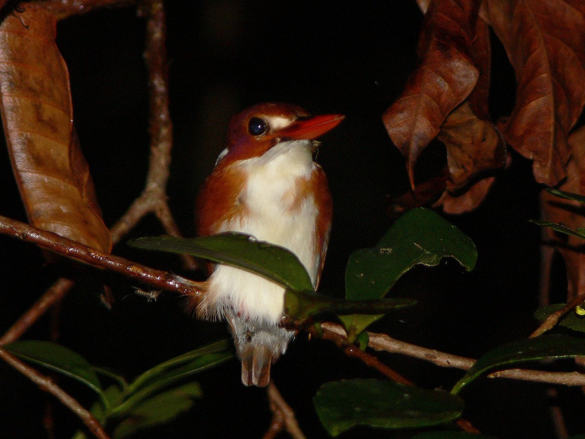 Madagascar Pygmy Kingfisher - ML214988941