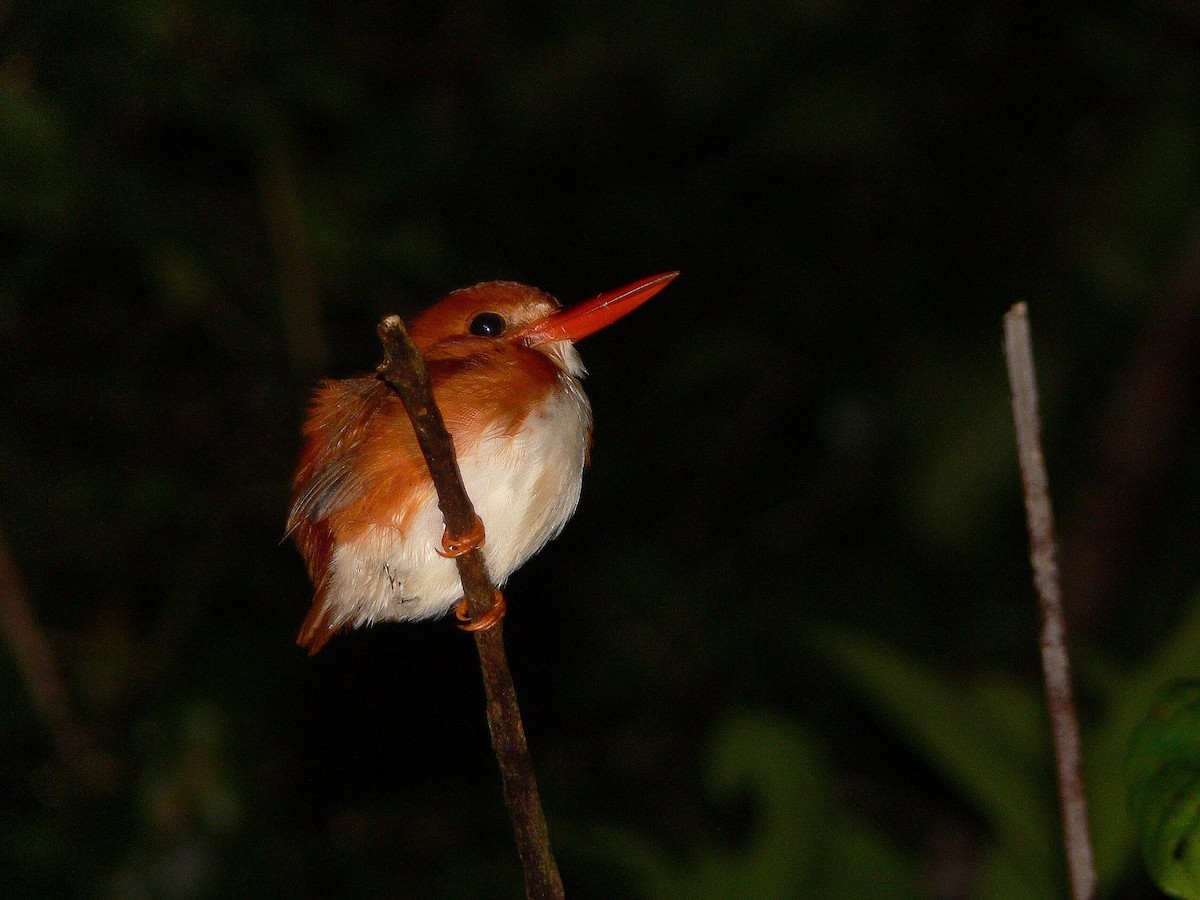 Madagascar Pygmy Kingfisher - ML214988951