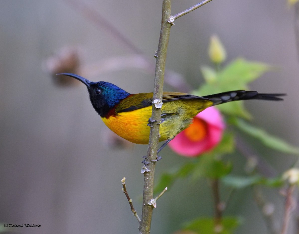 Green-tailed Sunbird - ML214989541