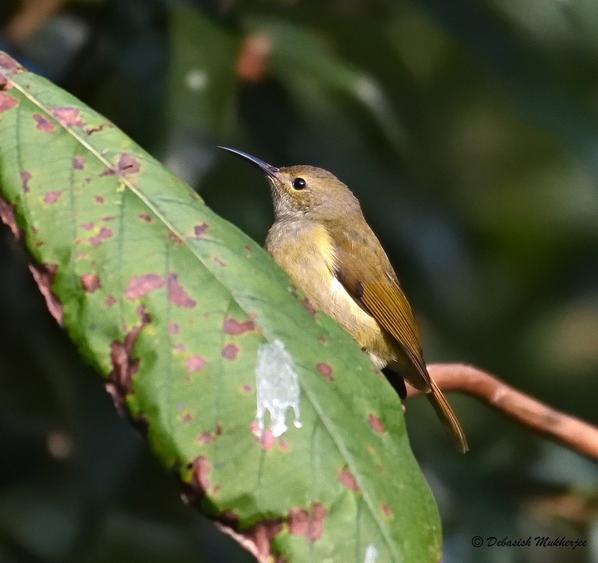 Green-tailed Sunbird - ML214989981