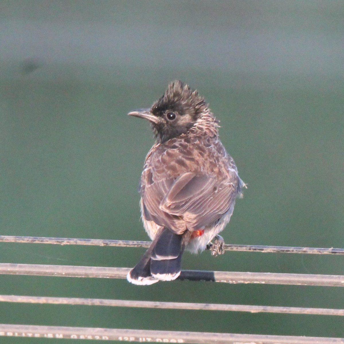 Red-vented Bulbul - ML214990091