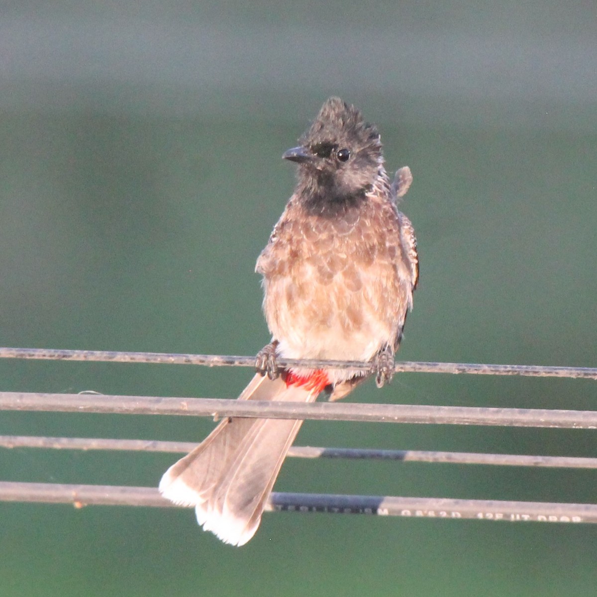 Red-vented Bulbul - ML214990101