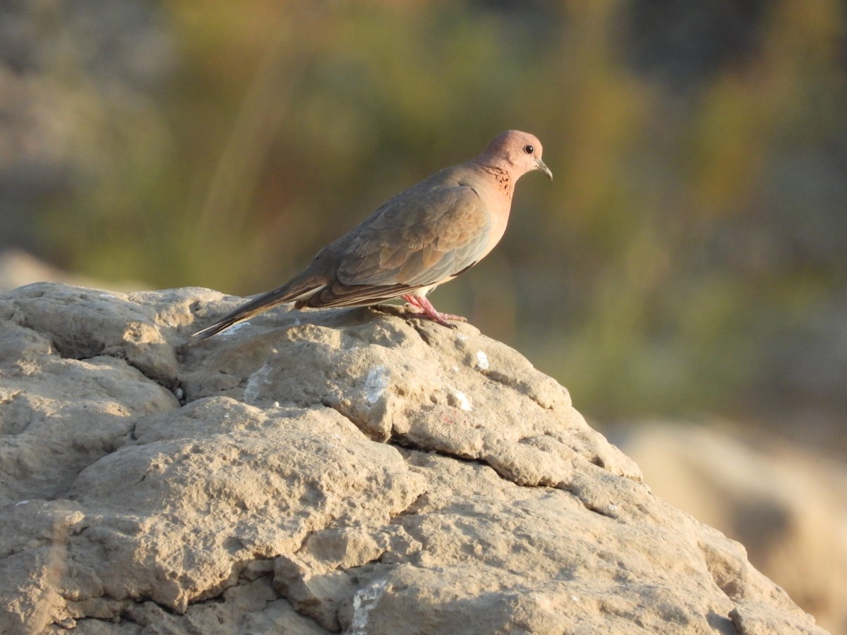 Laughing Dove - ML214992421