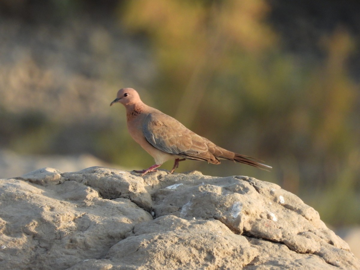 Laughing Dove - ML214992511