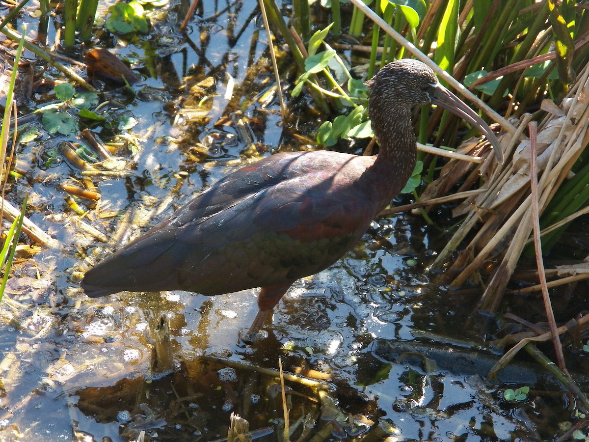 Glossy Ibis - ML214994051