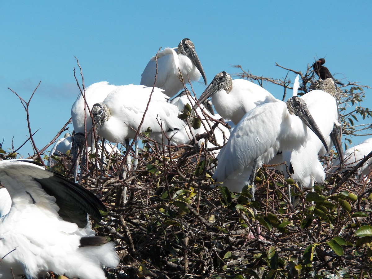 Wood Stork - ML214994071