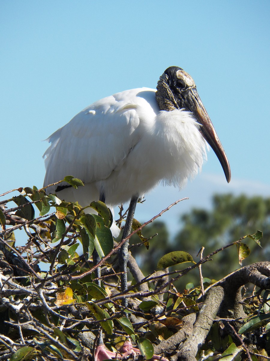 Wood Stork - ML214994101