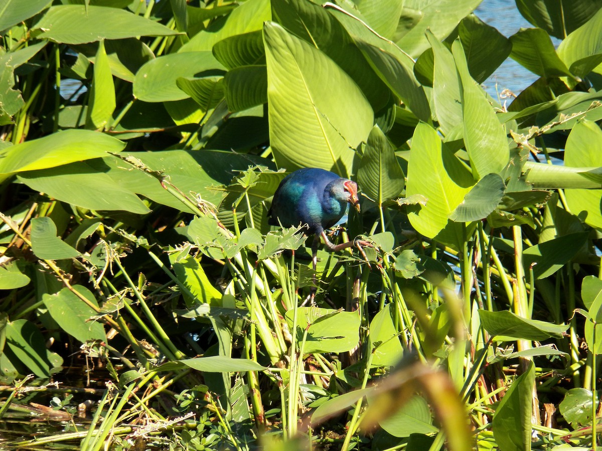 Gray-headed Swamphen - ML214994121