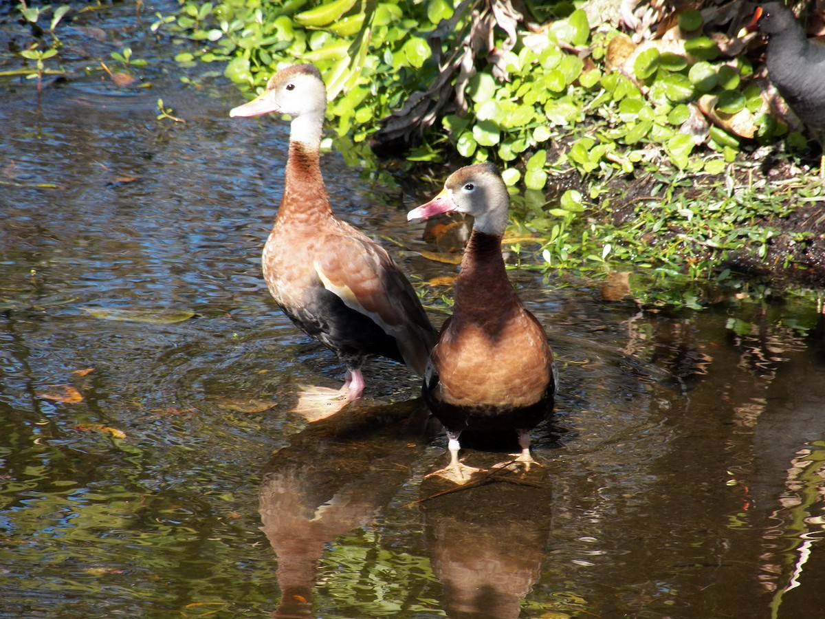 Black-bellied Whistling-Duck - ML214994321