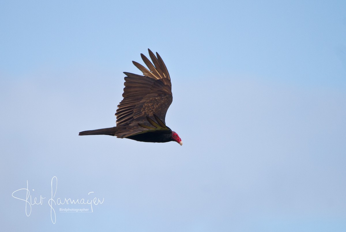 Turkey Vulture - ML214994451