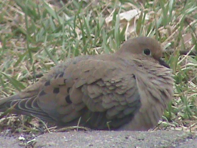 Mourning Dove - Dominic Salas