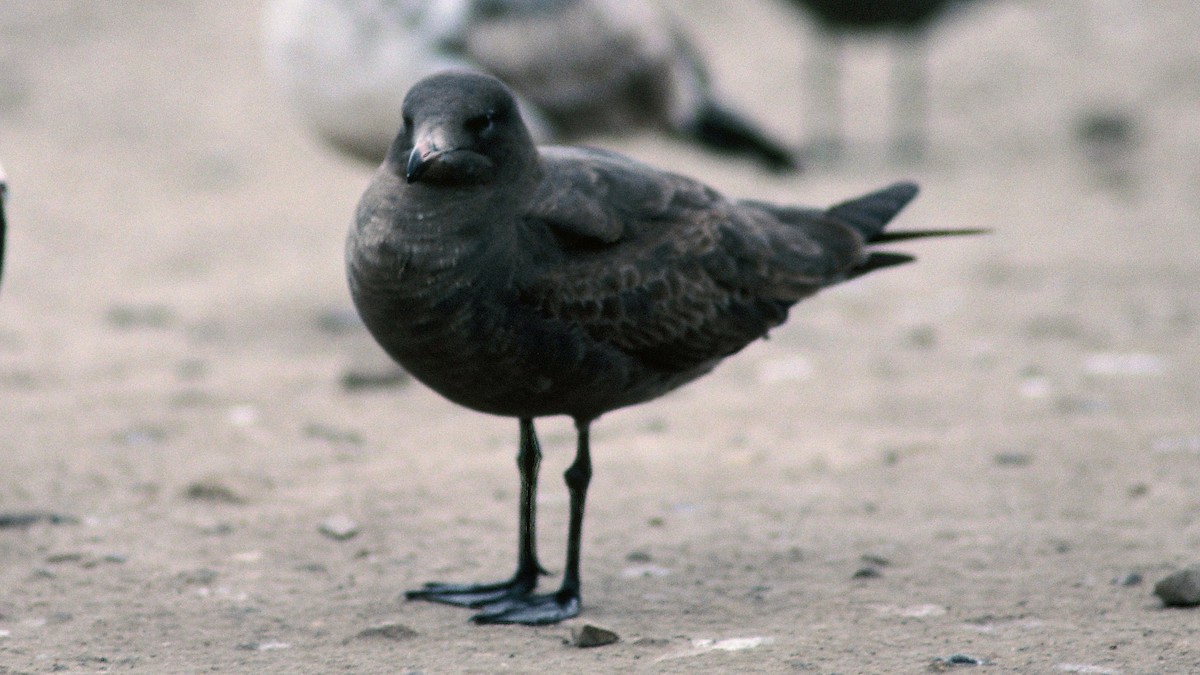 Heermann's Gull - ML21499661