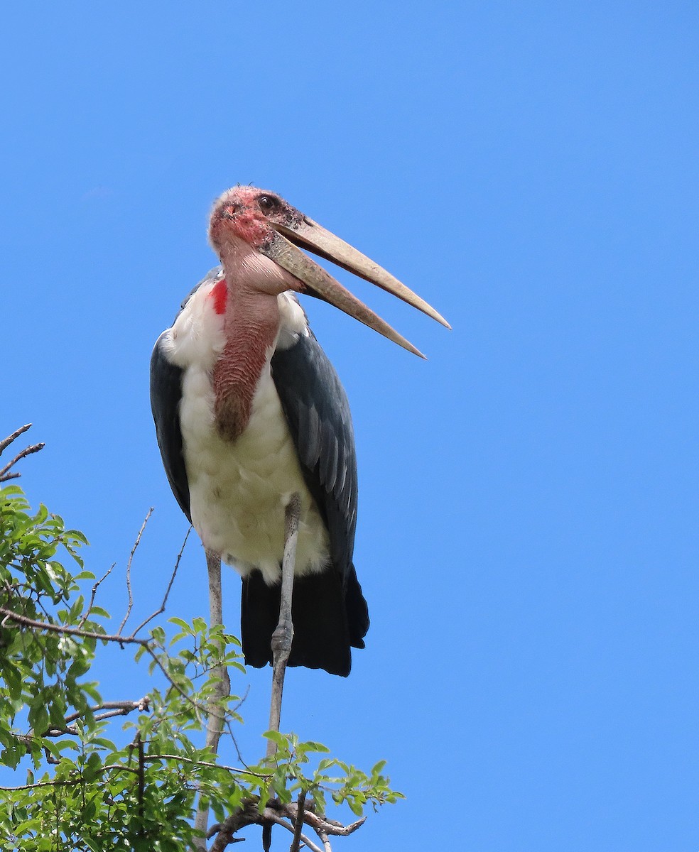 Marabou Stork - ML214996791