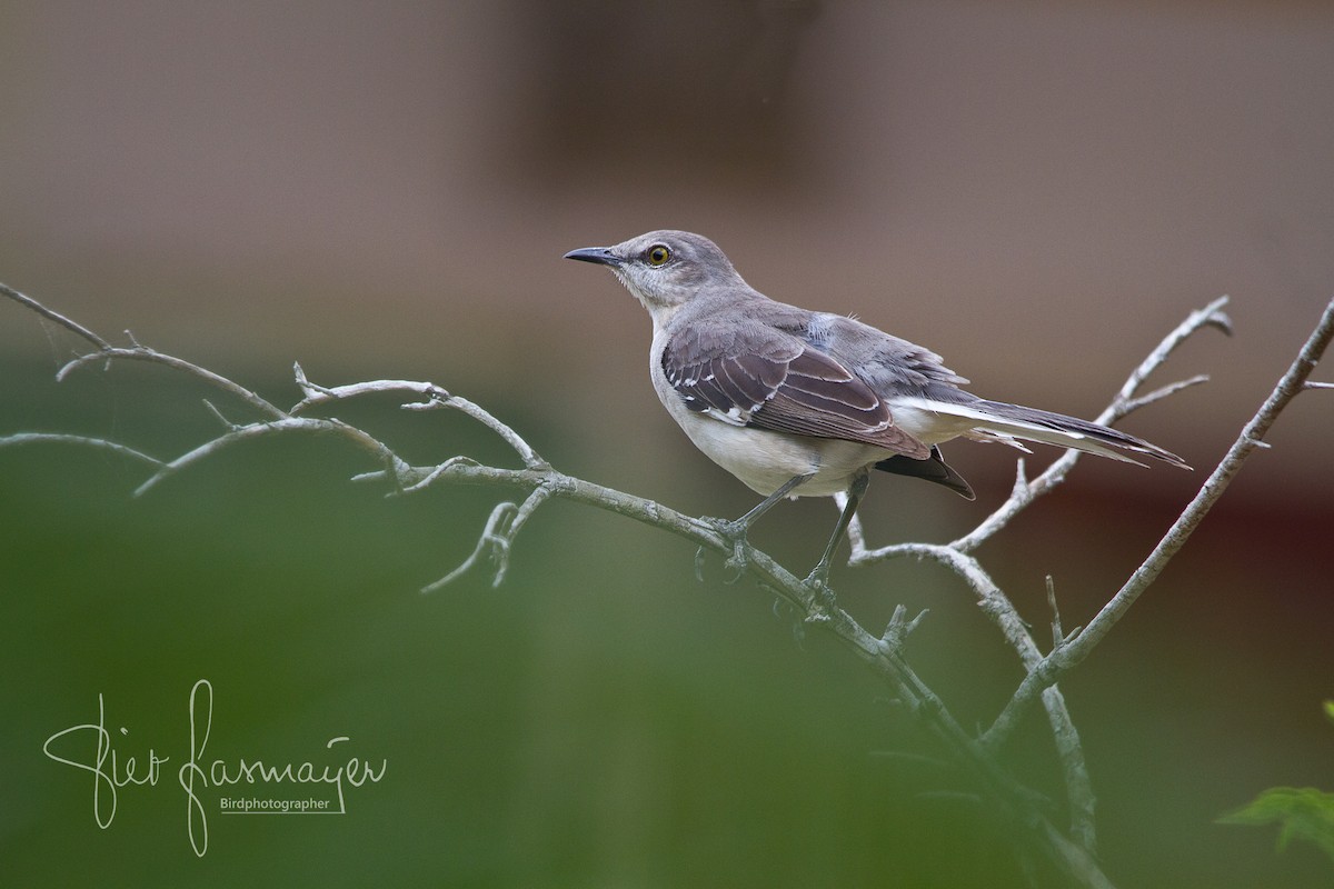 Northern Mockingbird - ML214997401