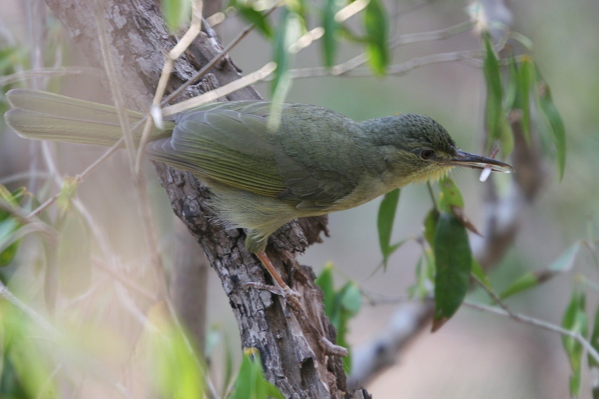 Long-billed Bernieria - ML214997471