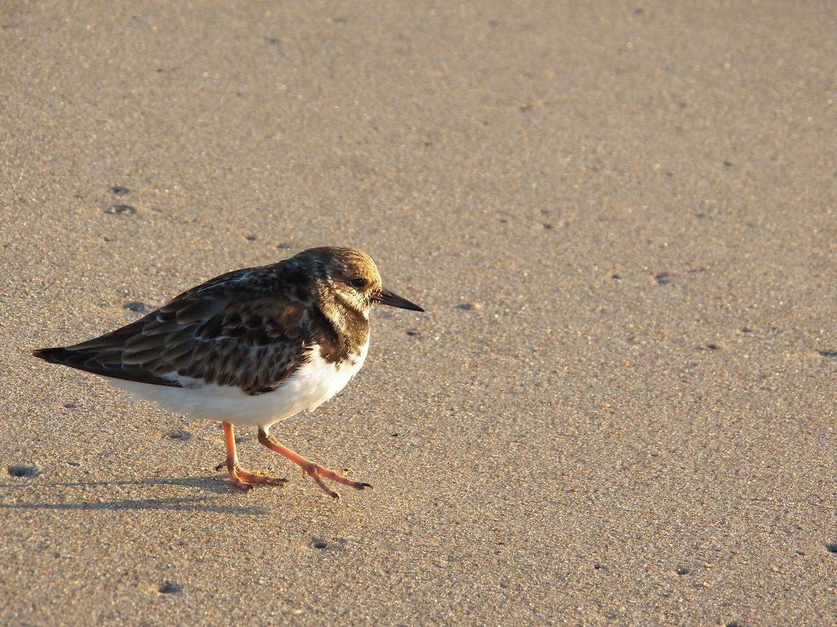 Ruddy Turnstone - ML214997591