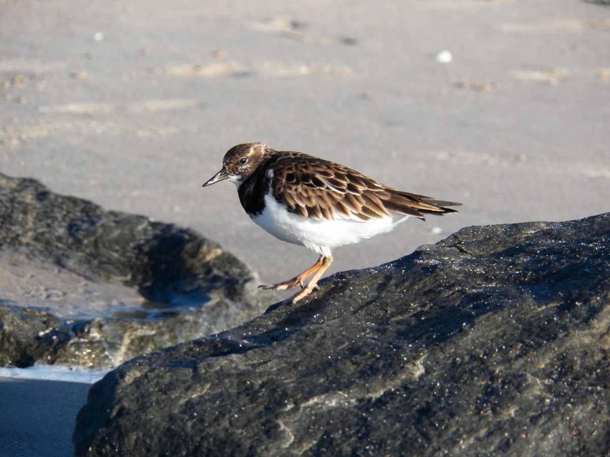 Ruddy Turnstone - ML214997651