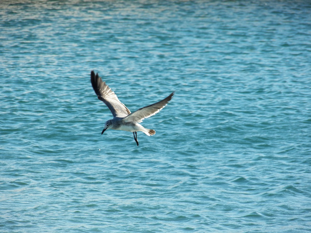 Laughing Gull - ML214997741
