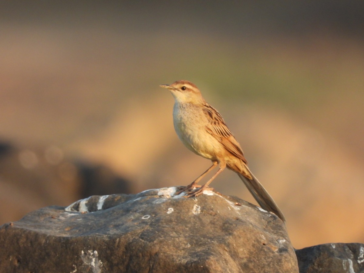 Striated Grassbird - Lakshmikant Neve