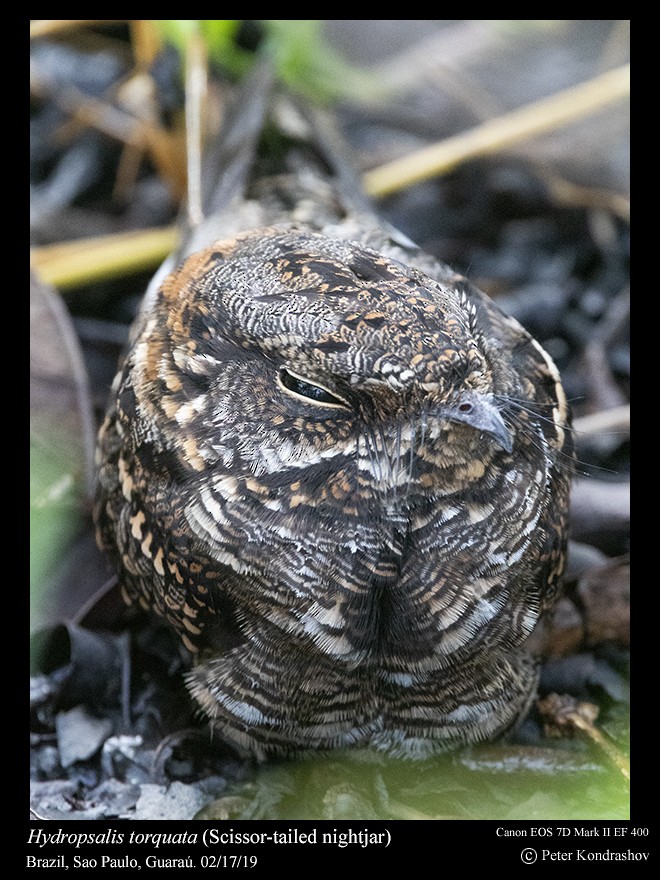 Scissor-tailed Nightjar - ML214998701