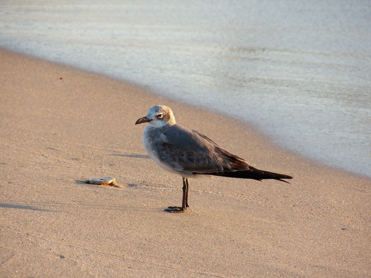 Laughing Gull - ML214999431