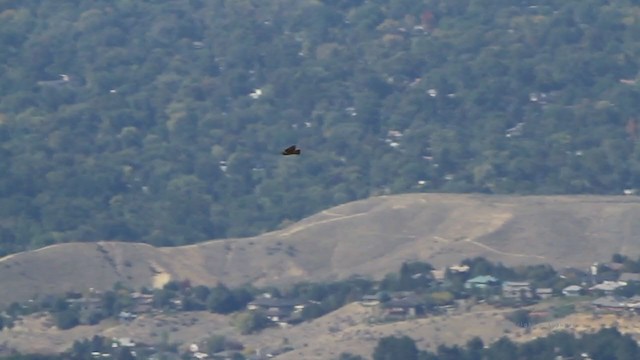 Red-tailed Hawk (calurus/alascensis) - ML214999661