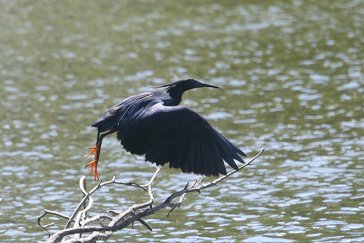 Black Heron - ML214999671