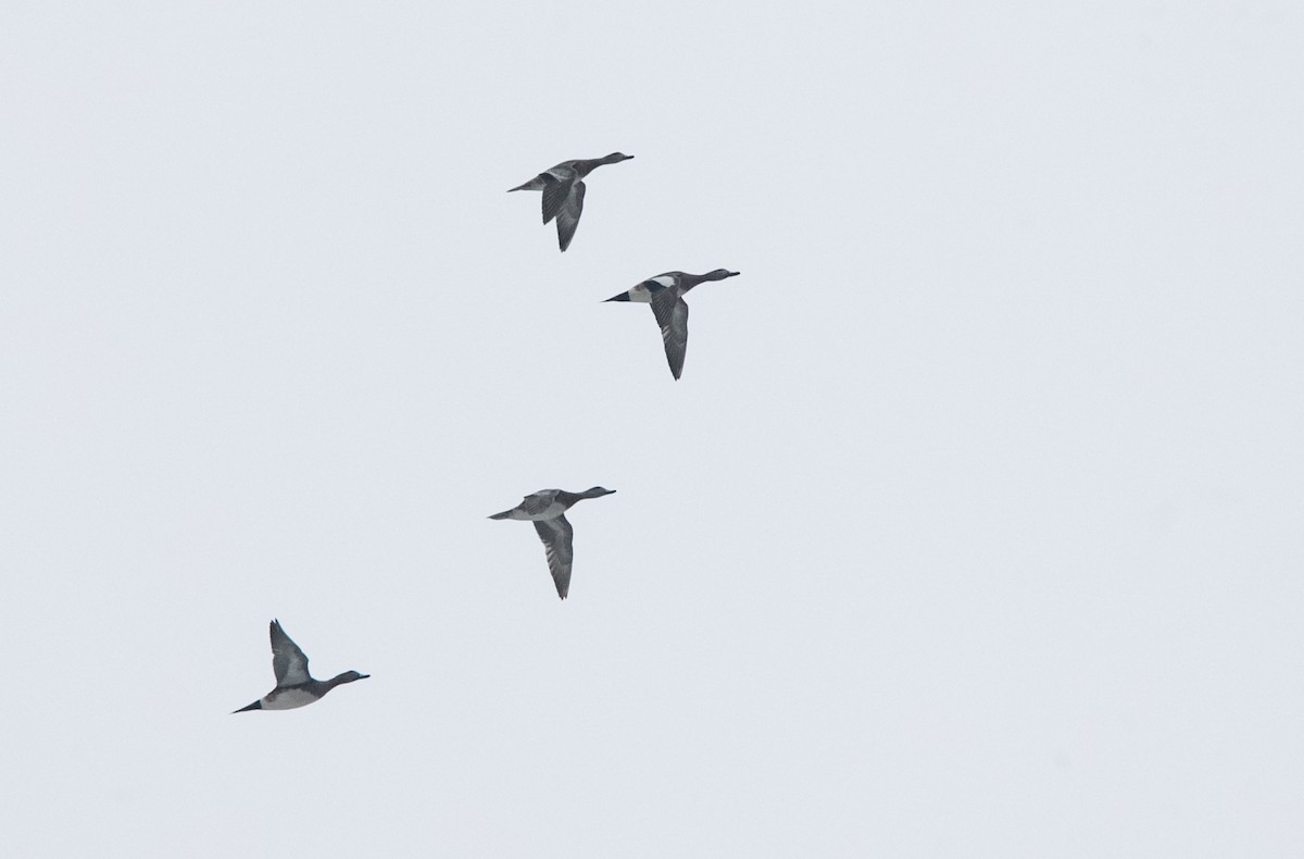 American Wigeon - Brandon Holden