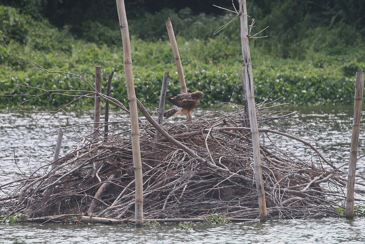 Malagasy Harrier - Tony King