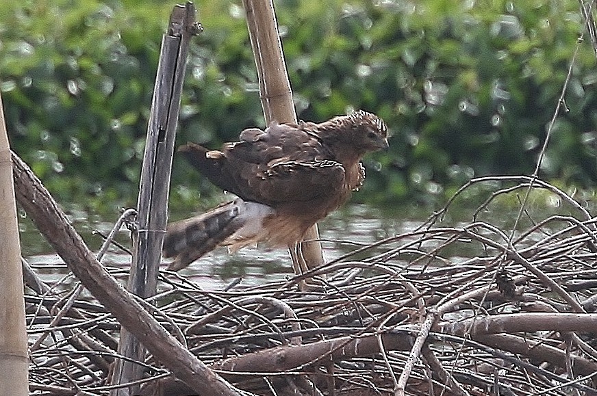 Aguilucho Lagunero de Madagascar - ML214999751