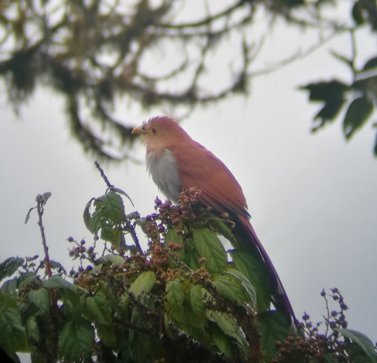 Squirrel Cuckoo - ML214999771